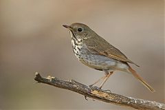 Hermit Thrush